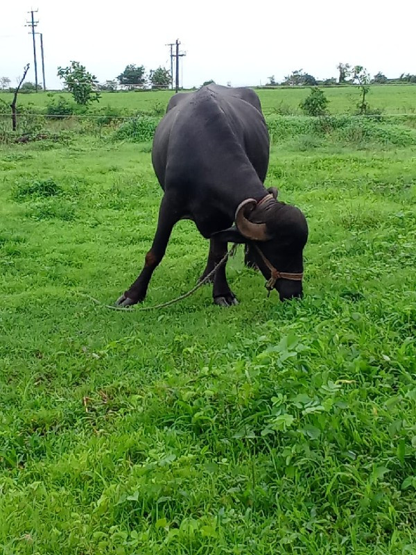 વેચવાની છે