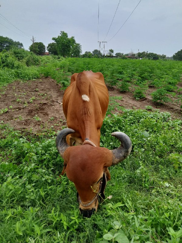 ભૂરાબળદ