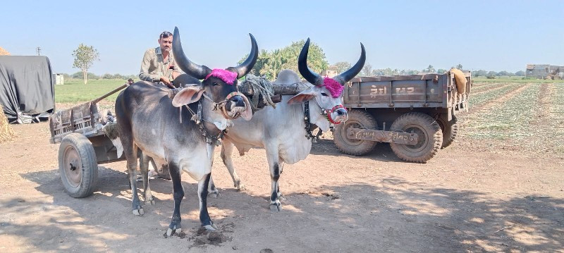 બીજી ધર ના ગોઢલ...