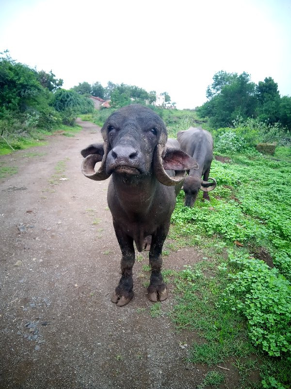 પાડો ખડકાયો  દા...