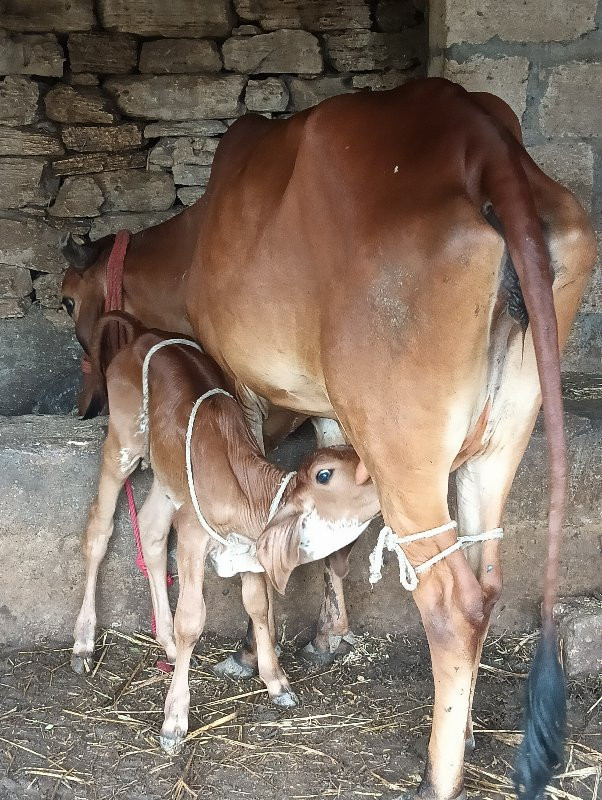 ગાયો વેચવાની છે