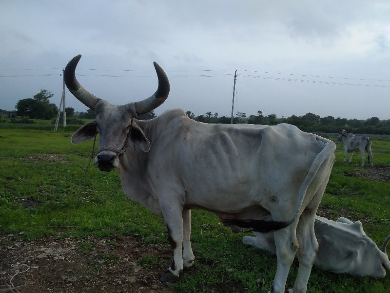 બળદ વેચવાના છે