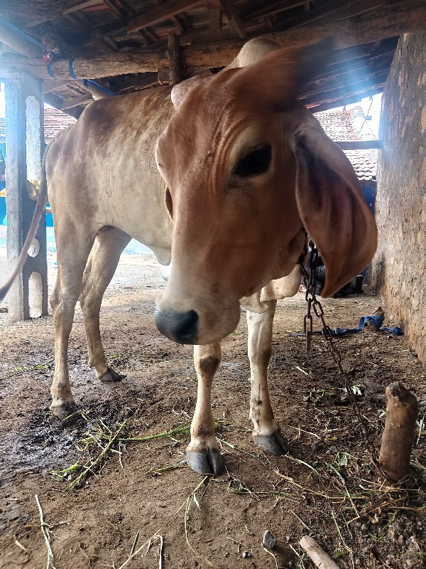 ઘોડો હોય કે ઘોડ...