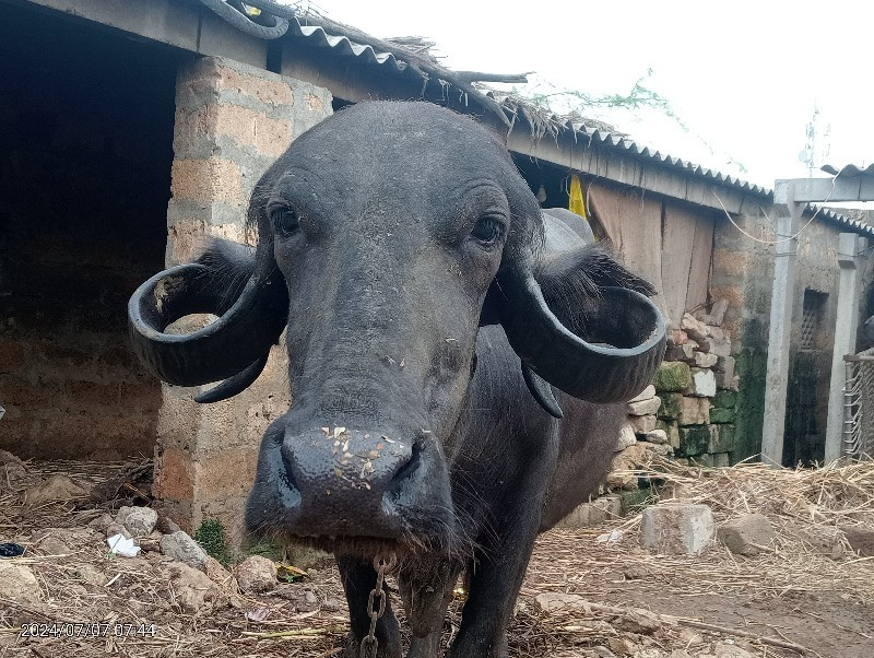 ખડેલી વેચવાની છ...