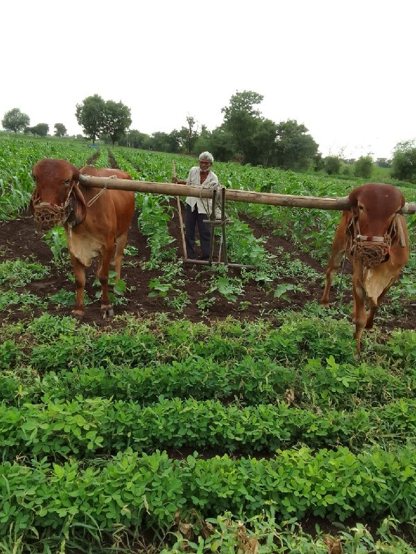 પરોટેલા ગોંઢલા...