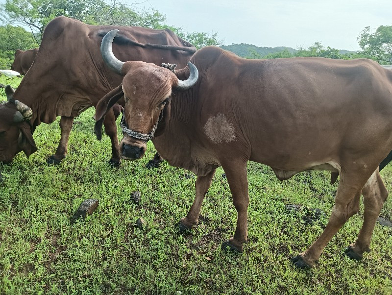 ગીરગાય