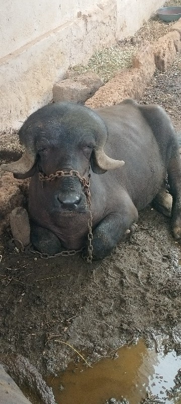 પાડો વેચવાનો છે