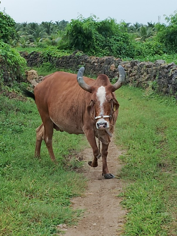 ગાય વેચવાની છે