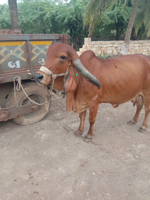 ગાય વેચવાની છે