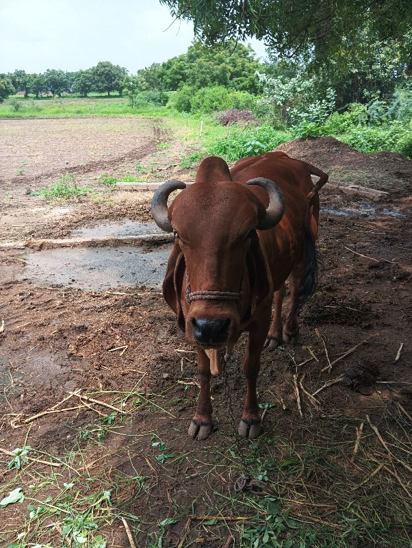 ગીર ગાય