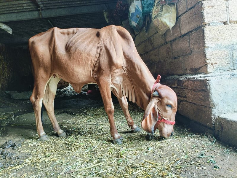 गीर होडकी वेशवा...