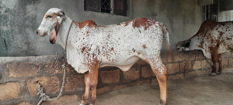 ઓરીજનલ ગીર કાબર...