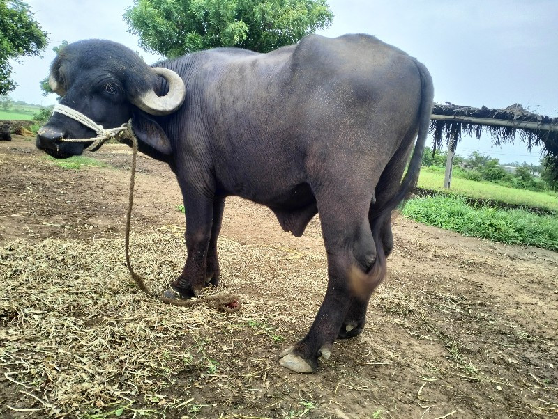 પાડો વેચવાનો છે