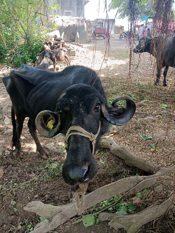 ખળેલી વેચવાની છ...