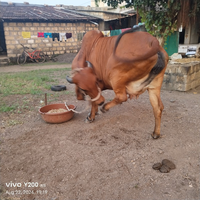 બીજા વેતરની ગાય...