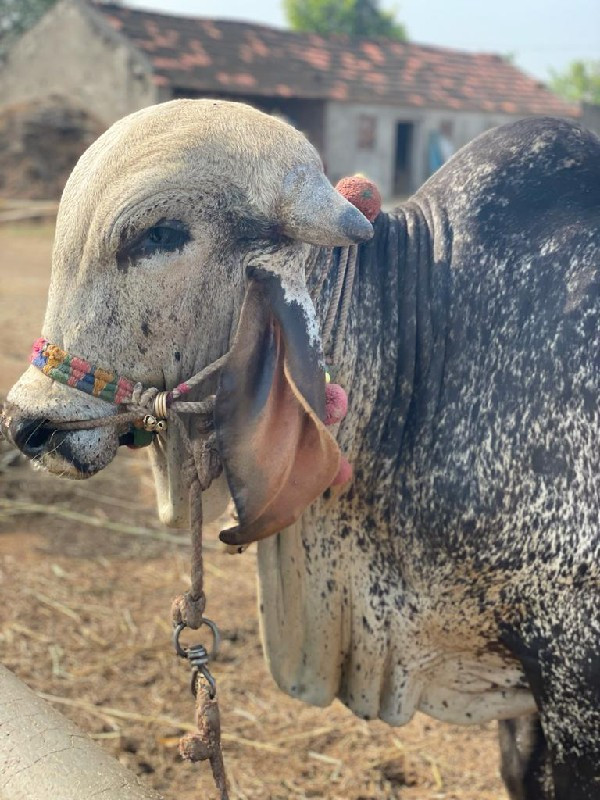 જાડેજા બળદેવસિં...