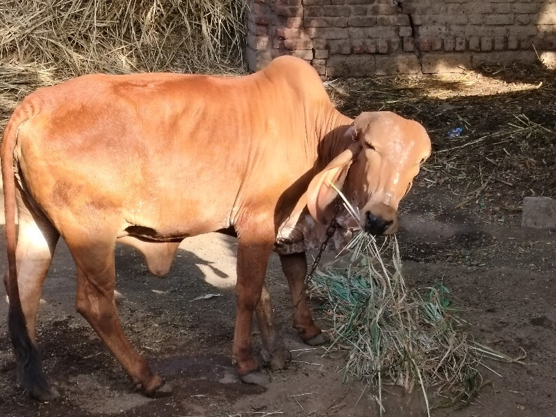 Gir vachradi