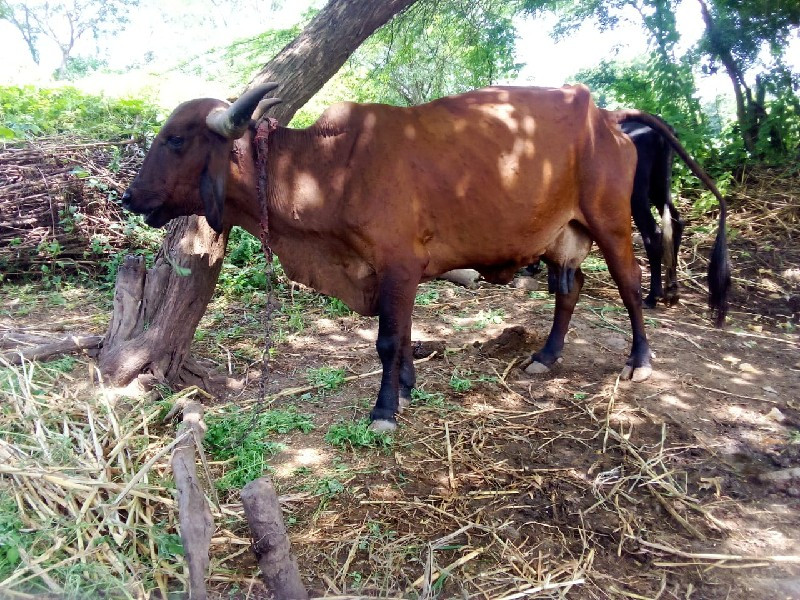 પરવીન ભાઈ કોળી