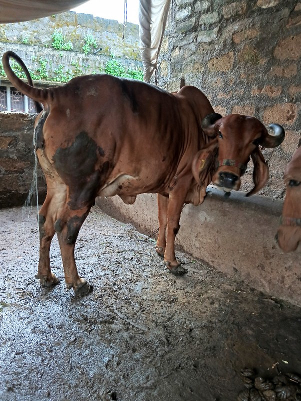 ગીર ગાય વેચવાની...