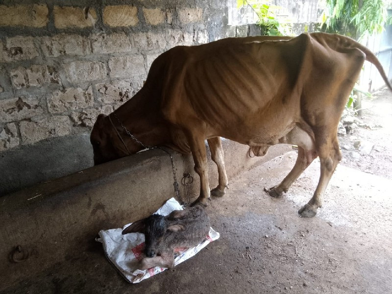 ગાય વેચવાની છે