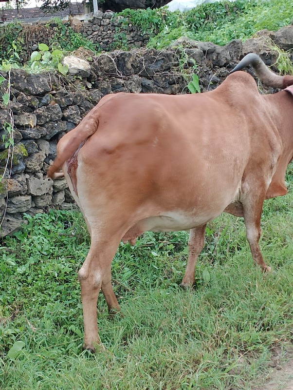 ગાય વેચવાની છે