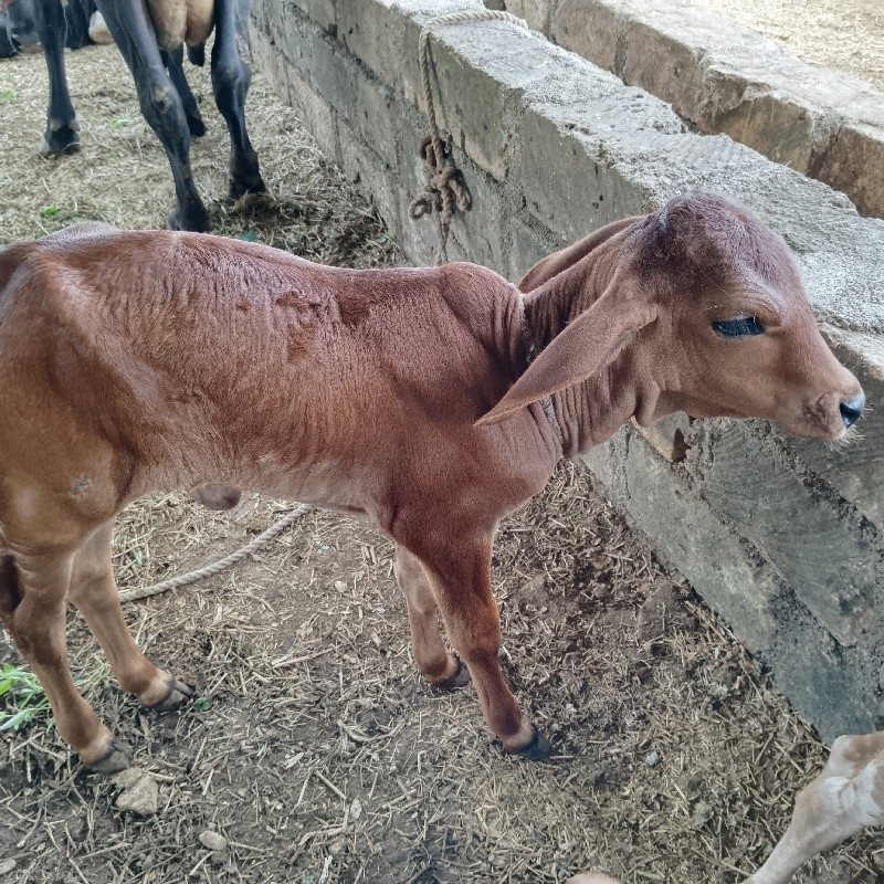 ગાય વેચવાની છે