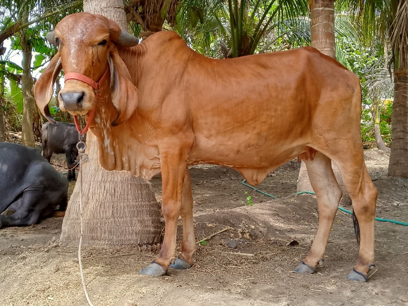 ગીર હોડકી વેચવા...