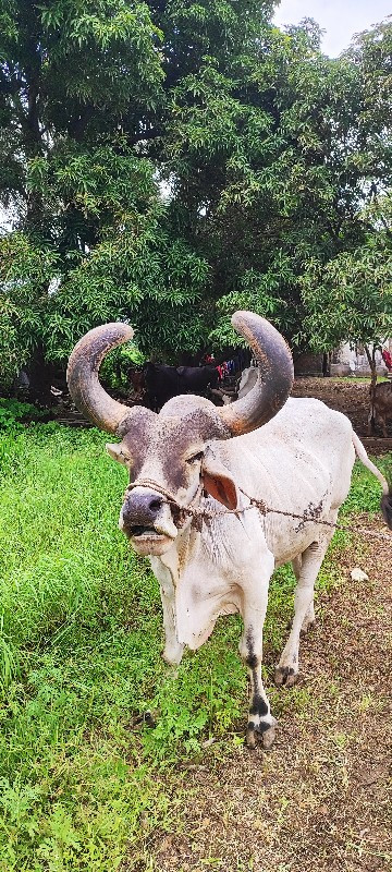 બળદ વેચવાનો છે