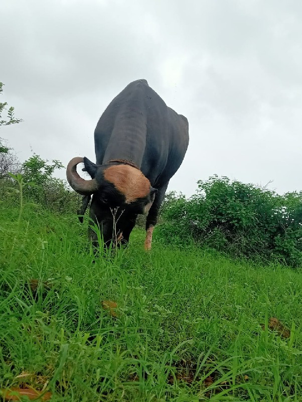 ભેંશ વેચવાની છે