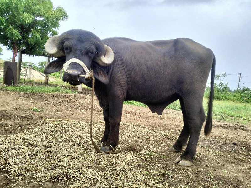 પાડો વેચવાનો છે