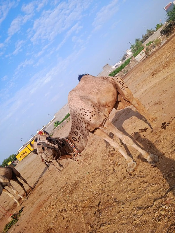 ઊંટ વેચવાનો છે