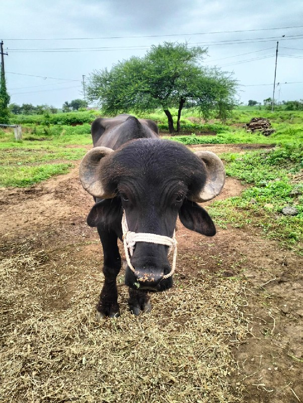 પાડો વેચવાનો છે