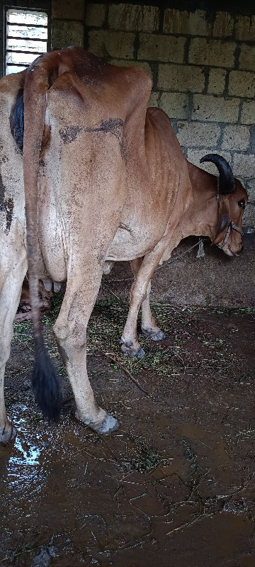 ગીર ગાયો વેશ વા...