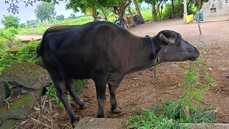 વેશવાની