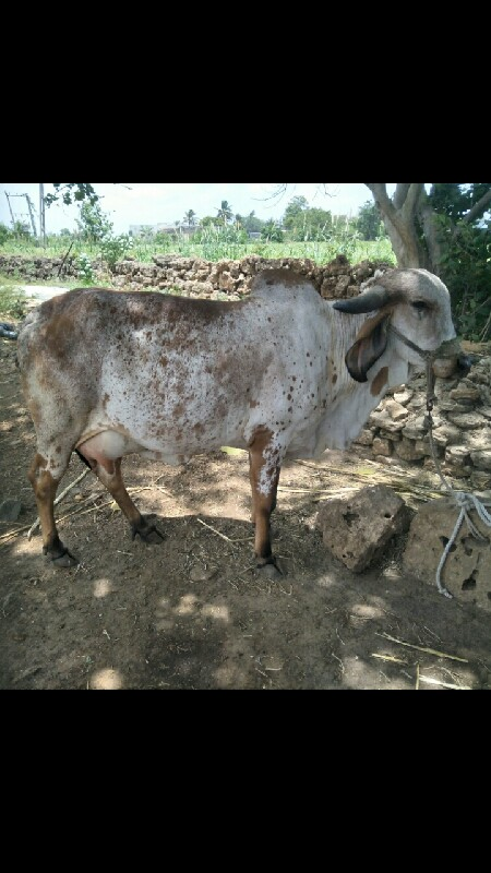 ગાય વેચવાની છે