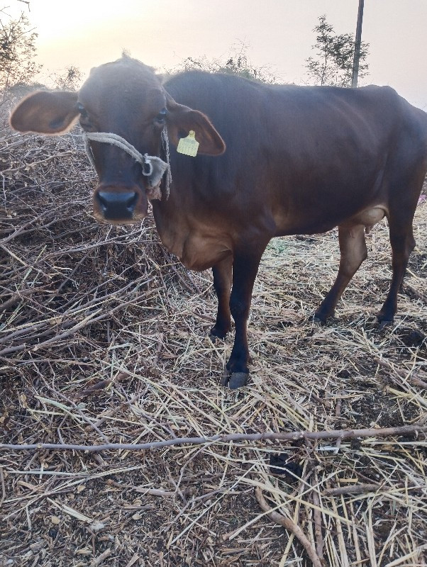 ગાય વેચવાની છે