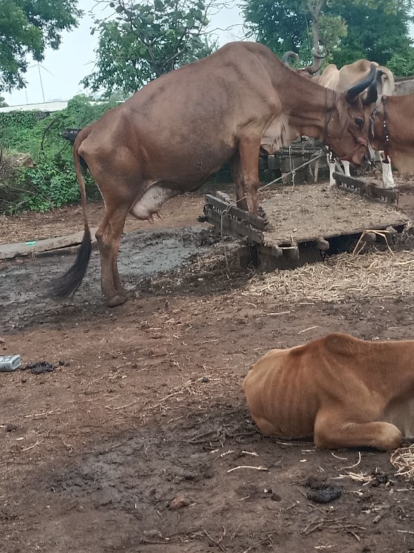 જરશીગાય