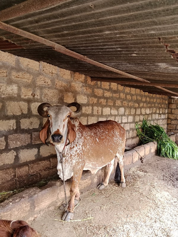 કાબરી ગાય વેશવા...