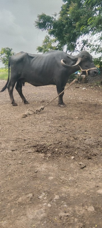 ભેસ.વેચવા.છે