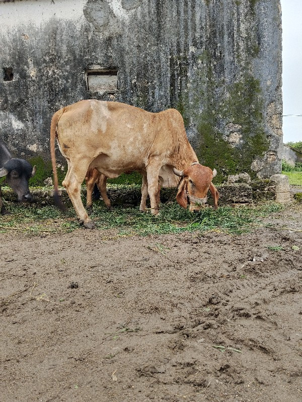 ગીર