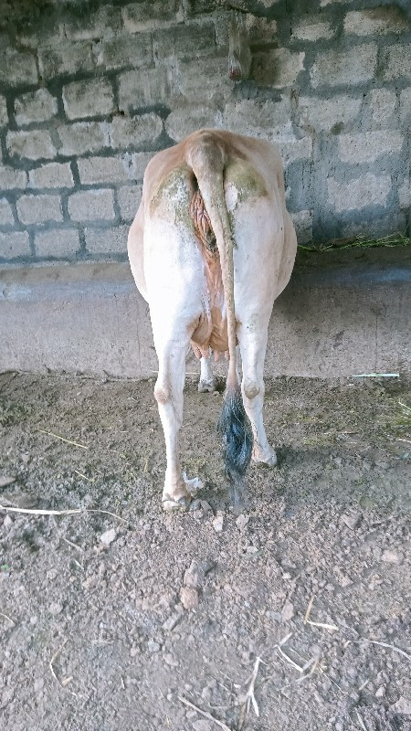 દેશી ગાય વેચવાન...