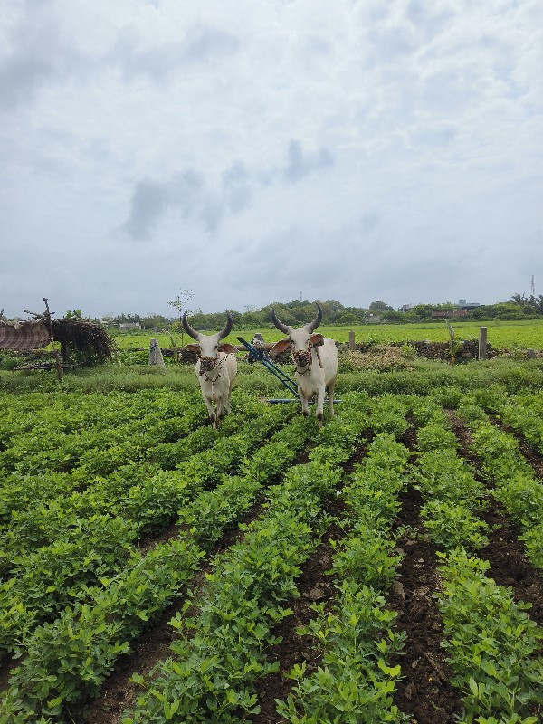 બળદ વેચવાના છે