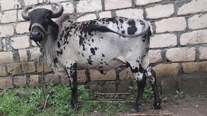 ગાય વેસવાની છે