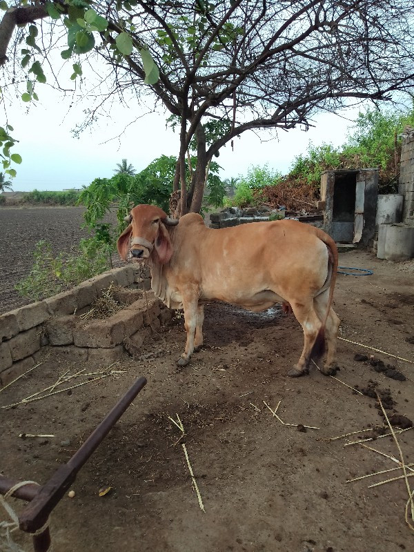 ગીર ગાય વેચવાની...