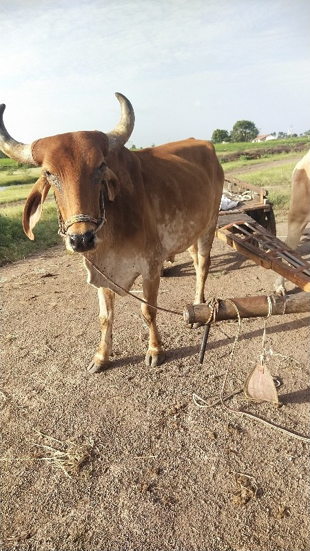 ગોઢલા વેચવાના છ...