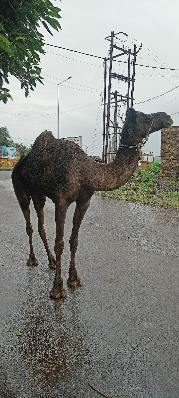 ઊંટ વેચવાનો છે