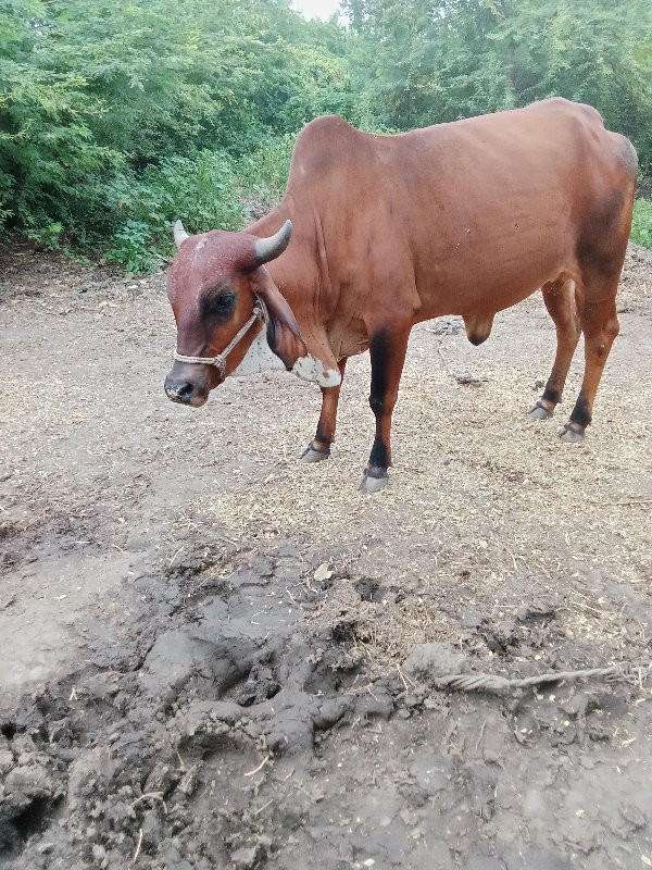 હોડકી વેચવા ની...