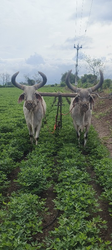 બળદ વેચવાના છે