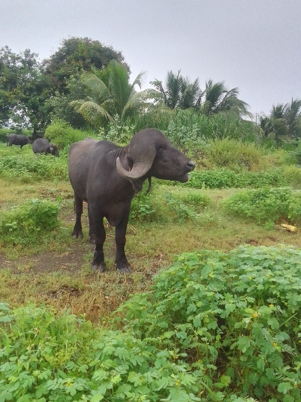 પાડો વેચવા નો હ...