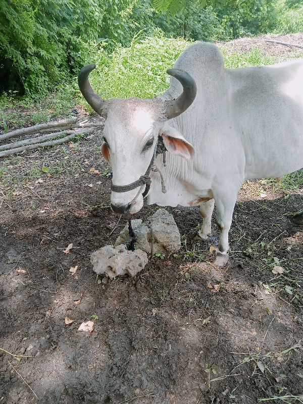 બરદ દેવો નો છે...